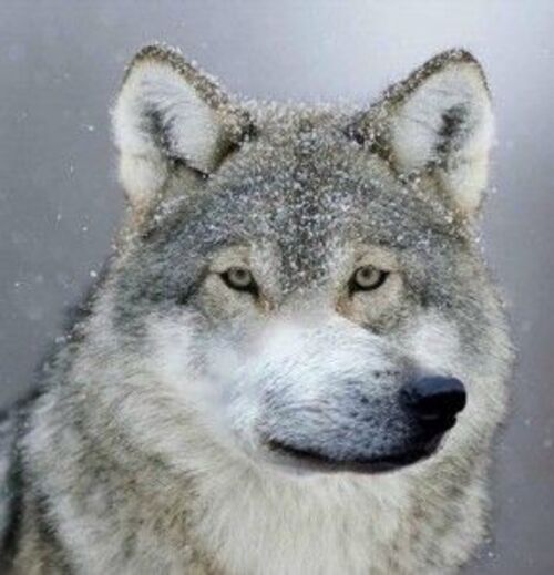 Picture of a wolf